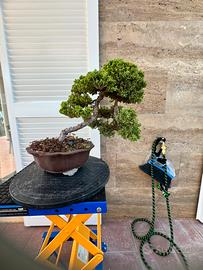 Bonsai ginepro procumbes