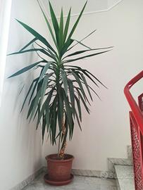 Yucca  elephantipes