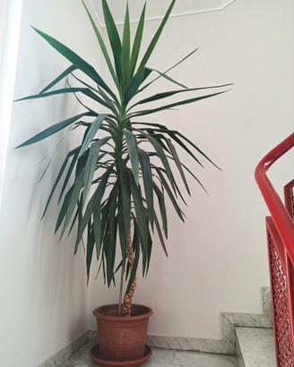 Yucca  elephantipes