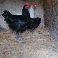 Gallo e gallina Australorp nero puri