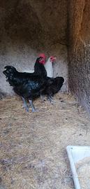 Gallo e gallina Australorp nero puri