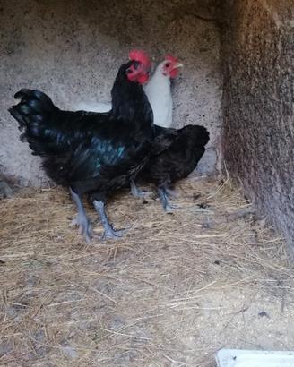 Gallo e gallina Australorp nero puri