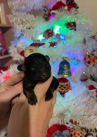 Barboncino toy Phantom