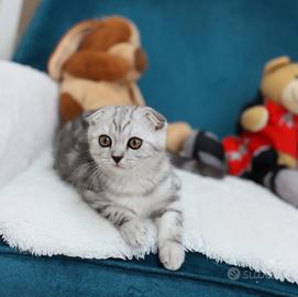 Gattino scottish Fold dolcissimo,  British 