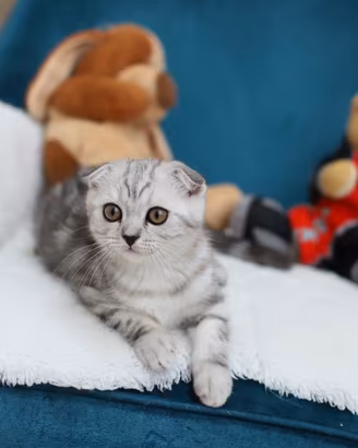 Gattino scottish Fold dolcissimo,  British 