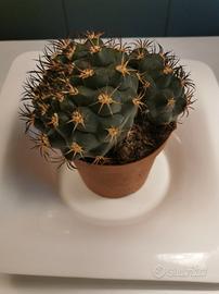 piante succulente cactus 