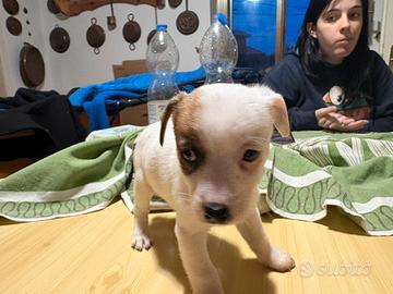 Cucciole di jack russel terrier