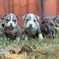Cuccioli di american bully