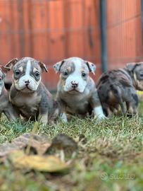 Cuccioli di american bully