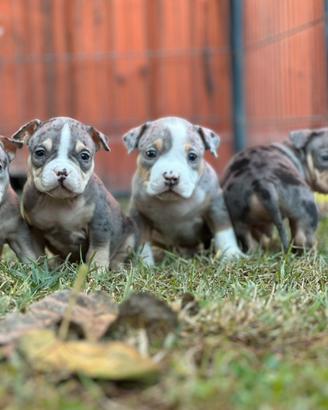 Cuccioli di american bully