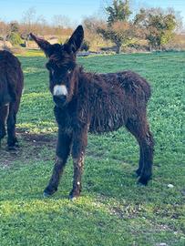 Asino di Martina Franca