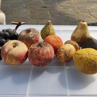 frutta in alabastro di Volterra 