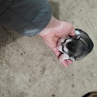 Cuccioli di alaskan malamute