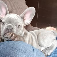 Bouldog francese cucciola siracusa