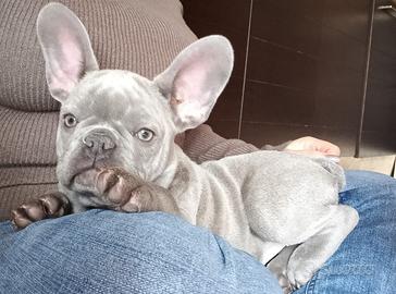 Bouldog francese cucciola siracusa