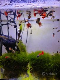 Guppy Caridine e muschio per acquario
