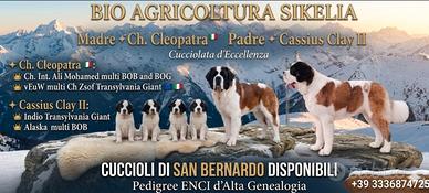 Cuccioli di San Bernardo