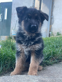 Cuccioli di pastore tedesco