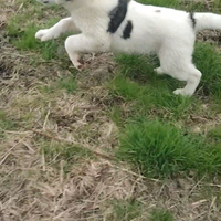 Pastore del Bucovina