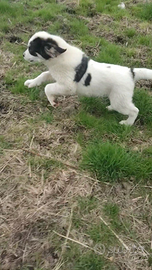 Pastore del Bucovina