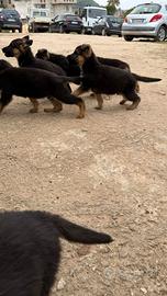 Ultimi cuccioli di pastore tedesco
