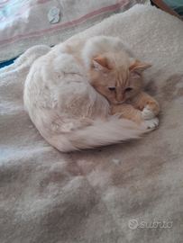 Gatto per accoppiamento Sacro di Birmania