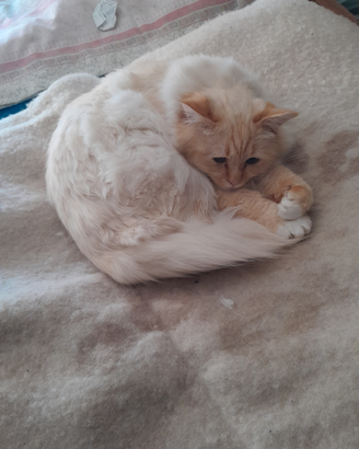 Gatto per accoppiamento Sacro di Birmania
