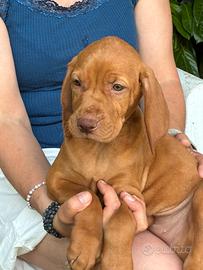 Cucciolii di Vizla ( bracco ungherese)