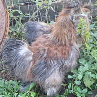 Gallo di moroseta