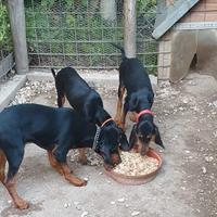 Cuccioli di segugio italiano nero focato