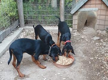 Cuccioli di segugio italiano nero focato