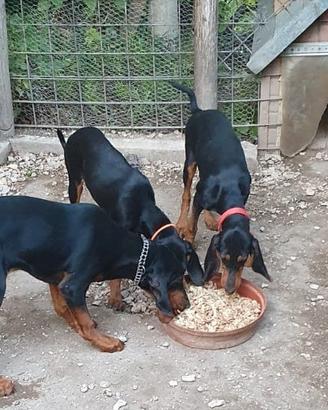 Cuccioli di segugio italiano nero focato