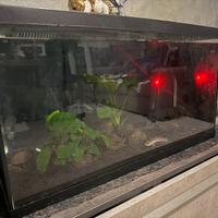 Acquario 100 litri