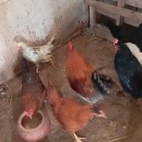 Chicchirinelle pronte alle uova