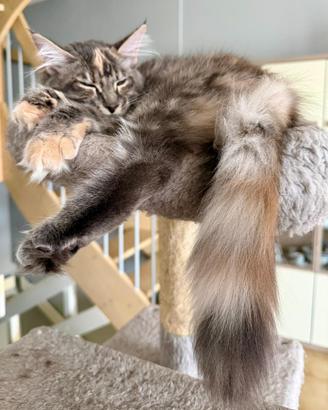 Maine coon cuccioli perdigree 5 mesi