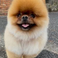 Volpino di Pomerania toy accoppiamento