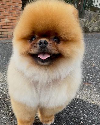 Volpino di Pomerania toy accoppiamento