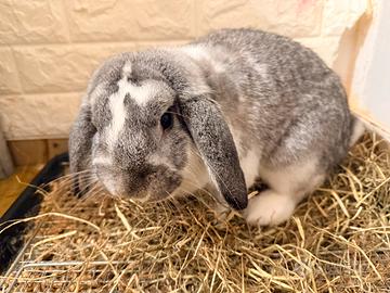 Raspi coniglietto dolcissimo