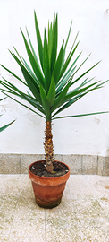 Pianta Yucca