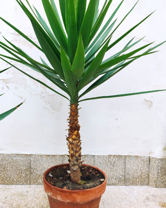 Pianta Yucca