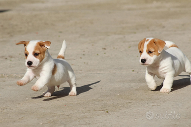 Jack Russell terrier