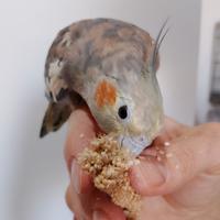 Tris pappagalli Calopsite