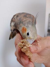 Tris pappagalli Calopsite