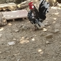 Galline ornamentali nane