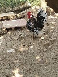 Galline ornamentali nane