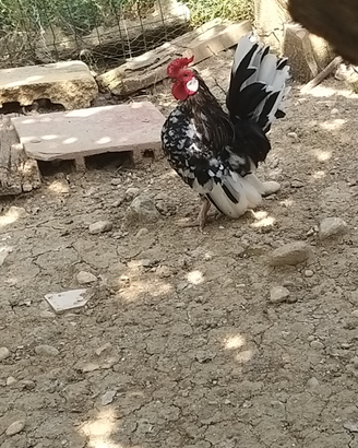 Galline ornamentali nane