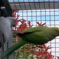 Parrocchetti del collare