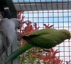 Parrocchetti del collare