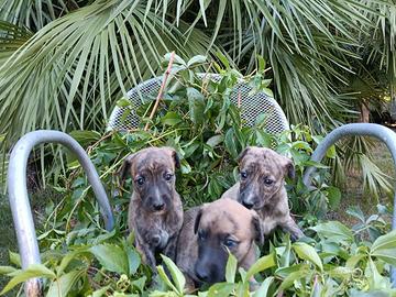 Whippet