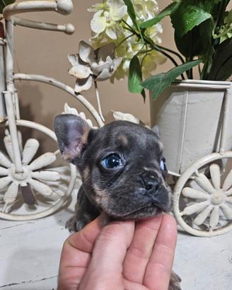 Bulldog esotici okki blu con certificato